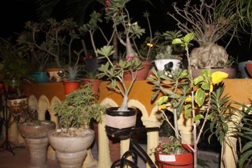 Apartamento El Jardin De Iris Tulum Penthouse