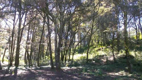 Hostal Hotel Bosques