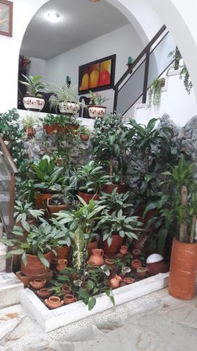 Hostal Hospedaje La Flor Del Ingenio