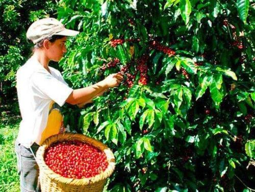 Hotel Diana Campestre