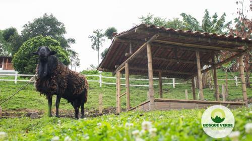 Eco Hotel Bosque Verde