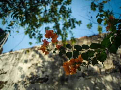 Pueblito Magico Hostel - Mompox
