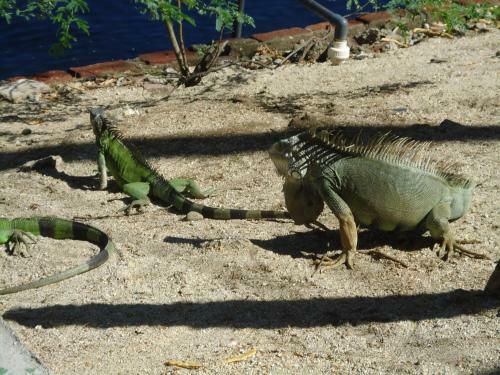 Apartamento Iguana