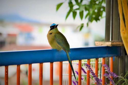 Hostal Cedro Negro