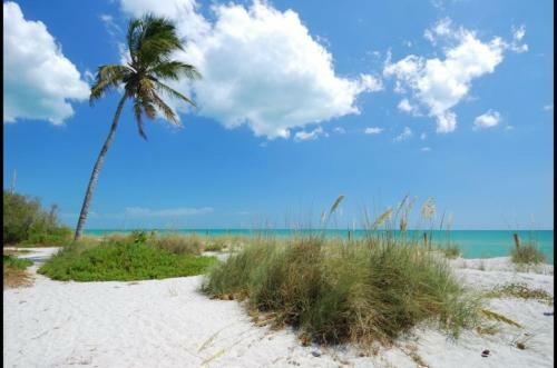 Captiva Sand Dollar