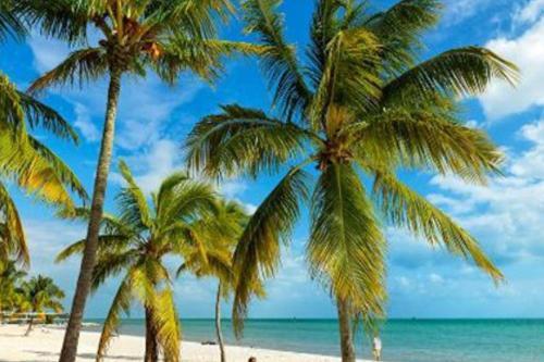 Tropical Village