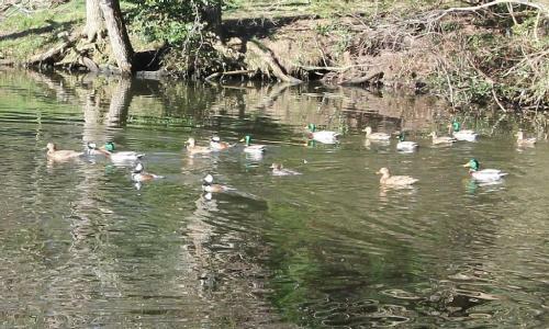 Duck Dreamer - 3 Bedroom 5 Minutes From Charleston Downtown