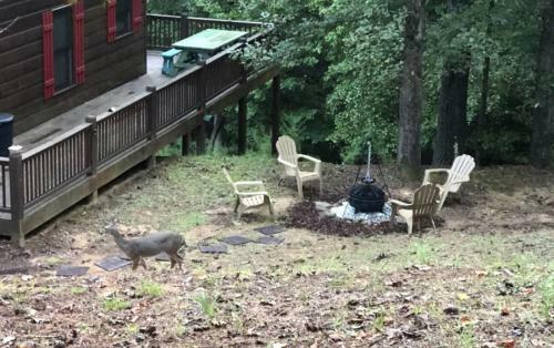 Laughing Bear Cabin
