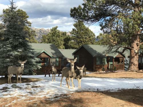 Mountain Shadows Resort