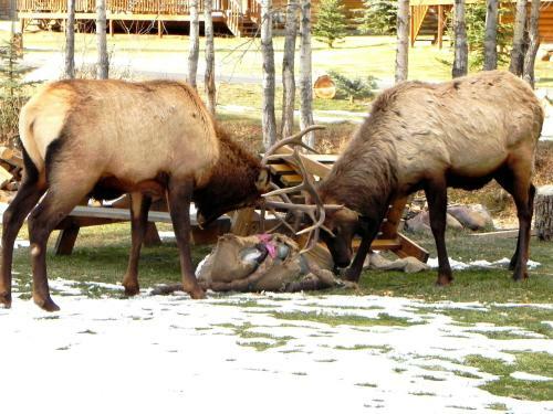 Lodge Riverview Pines