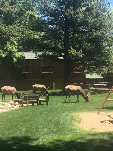 Lodge Riverview Pines
