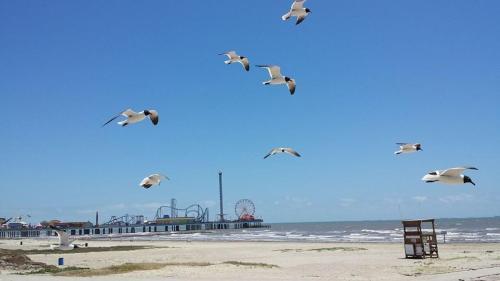 Sea-esta 2927 Avenue R