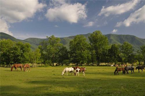 Mountain Glory 2, 1 Bedroom, Hot Tub, Wifi, Pool Table, Pets, Sleeps 2