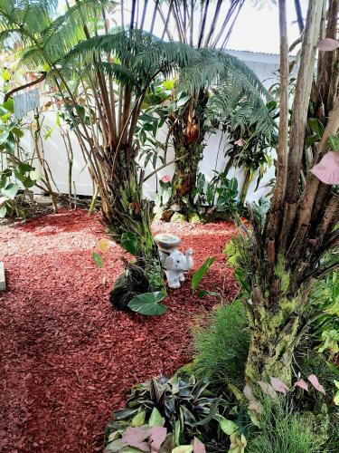 Anthurium Hale