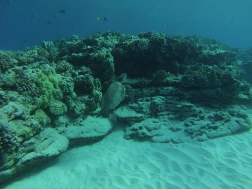 Maluhia Kahakai