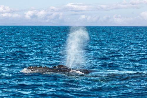 Apartamento Waikiki Whale Watcher Apts 504
