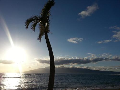 Royal Kahana 210