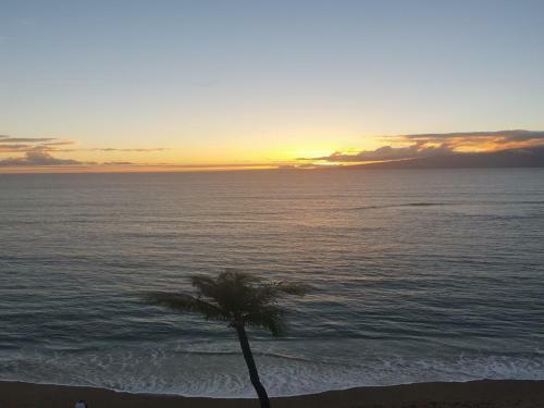 Royal Kahana 912
