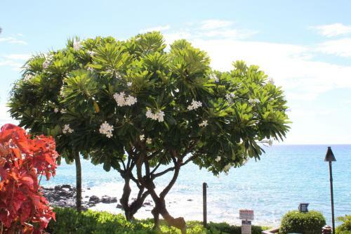 Kuleana Resort 415