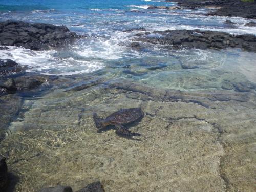 Hoku'ea Hale Home