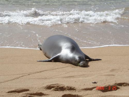 Apartamentos Islander On The Beach Unit 256