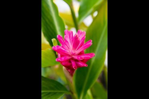 Apartamento Plantation Hale J16