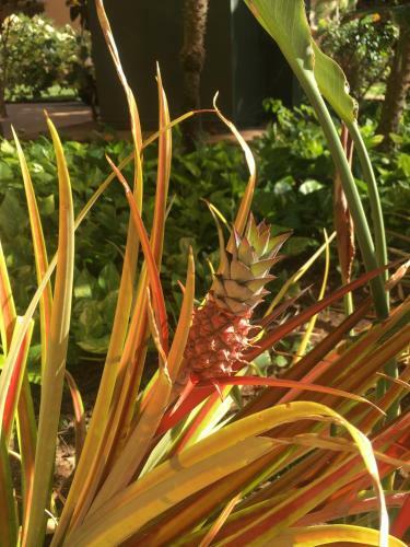 Apartamento Maui-licious By The Beach