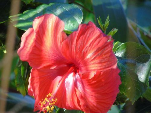 Apartamento Aloha Aku - Cocopalm 1