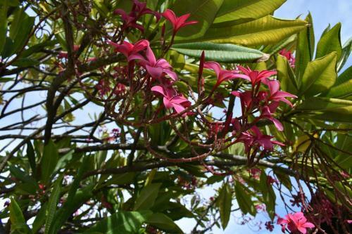 Apartamentos Nona Lani Cottages