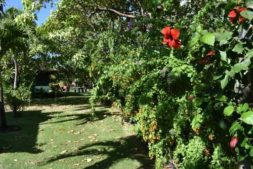Apartamentos Nona Lani Cottages