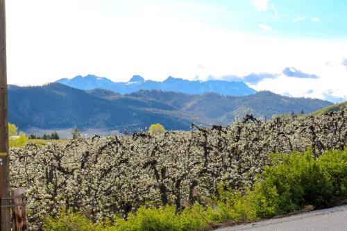 Leavenworth Wonder