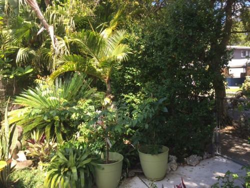 The Wild Rose