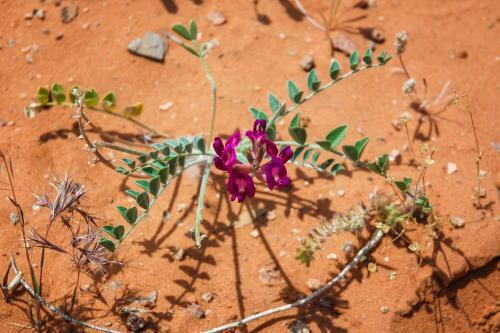 Red Sands Habitation #7