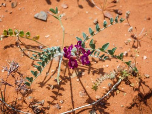 Red Sands Habitation #1