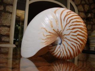 Hotel Nautilus