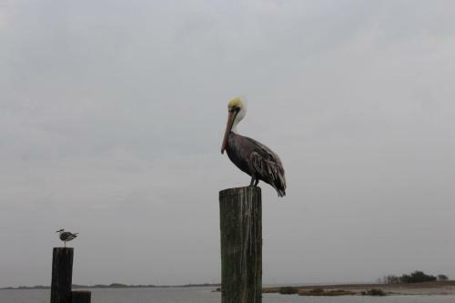 Padre Island 203