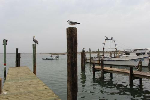 Padre Island 203