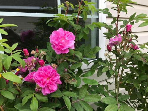 Alaska Garden Gate B&B