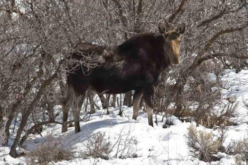 Deer Valley Black Bear