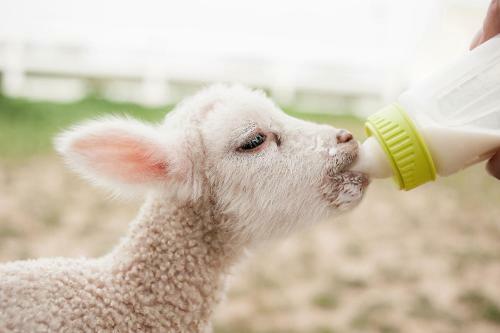 Posada R�ves De Moutons