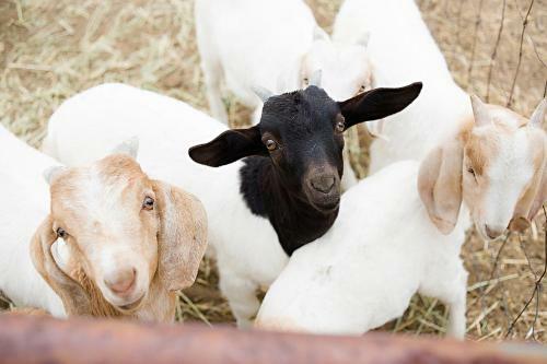 Posada R�ves De Moutons
