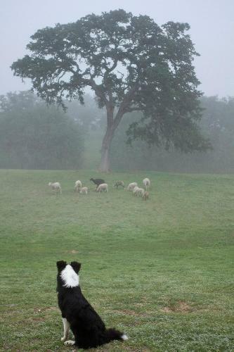 Posada R�ves De Moutons