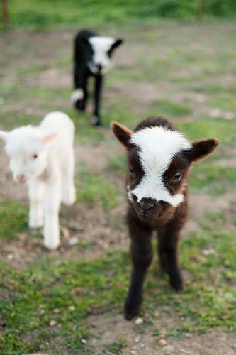 Posada R�ves De Moutons