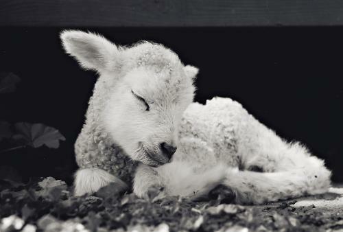 Posada R�ves De Moutons