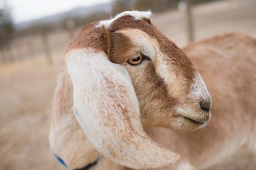 Posada R�ves De Moutons