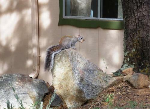 Apartamento Squirrel`s Run