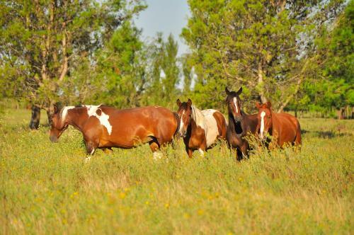 Hotel Los Vagones De Areco
