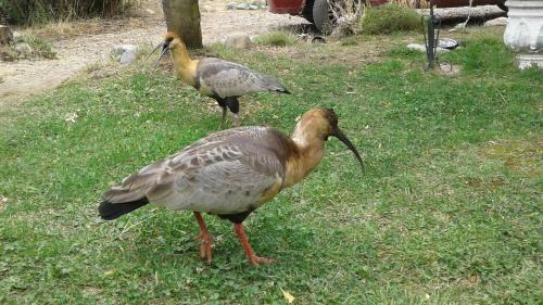 Lodge Caba�as Lemu Hue