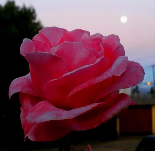Posada Residencia Familiar La Rosa