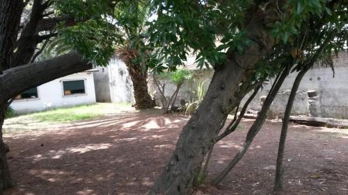Pinos 1